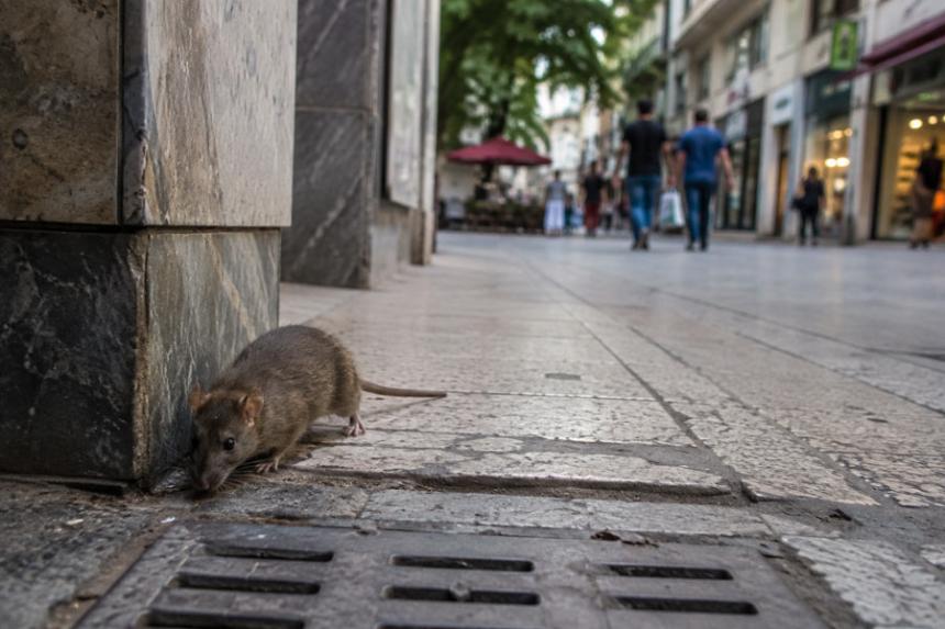 Ποντίκια στο κέντρο της Βέροιας: Ένα πρόβλημα που δεν μπορεί να αγνοηθεί