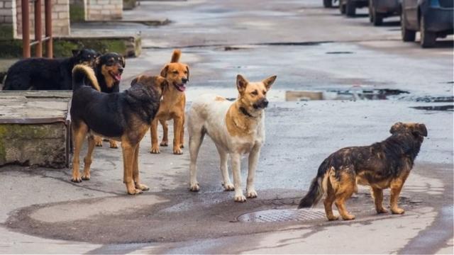 Έρμαιο των «φιλόζωων» και των αδέσποτων οι πολίτες της Βέροιας
