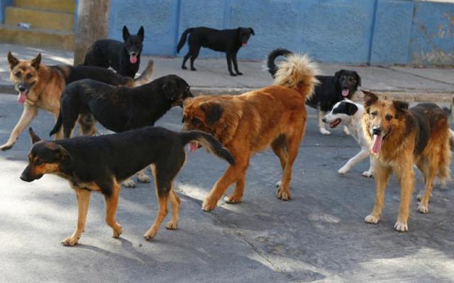 Άλυτο πρόβλημα τα αδέσποτα σκυλιά στη Βέροια!